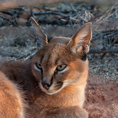 caracal felino africa