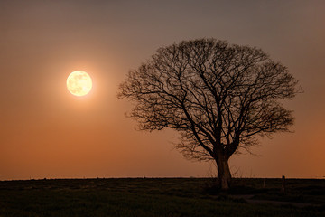 sunset in the forest