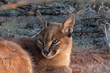 caracal felino africa