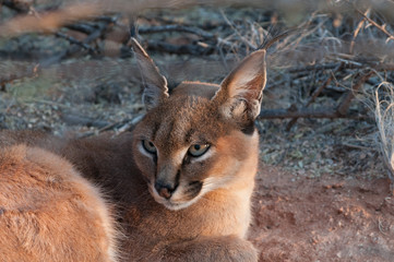 caracal felino africa