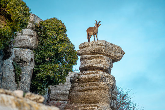 mountain goat in El Torcal De Antequera . This natural park is located near Antequera. Spain.