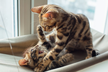 Two cute bengal kittens gold and chorocoal color laying on the cat's window bed playing and...