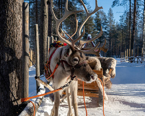 reindeer at Santa Claus village in Rovaniemi