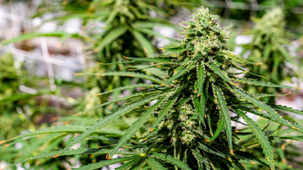 cannabis marijuana plant farm