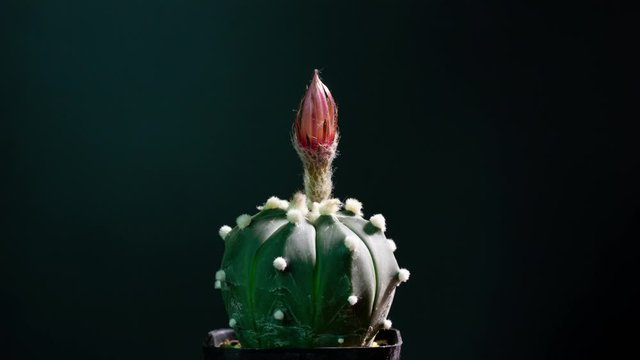 astrophytum asterias cactus flower blooming 4k time-lapse botanical 