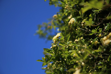 Arbusto di rosa rampicante, in primavera, con fiori giallo pallido a mazzetti appena sbocciati, che...
