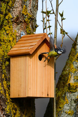 Nichoir mésange bleue