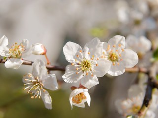 white flowers of wild plum tree at spring