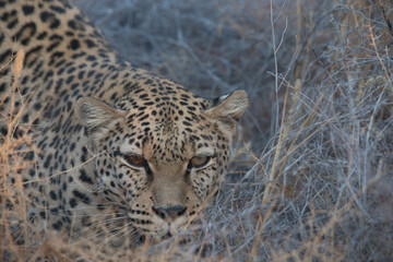 leopardo muso