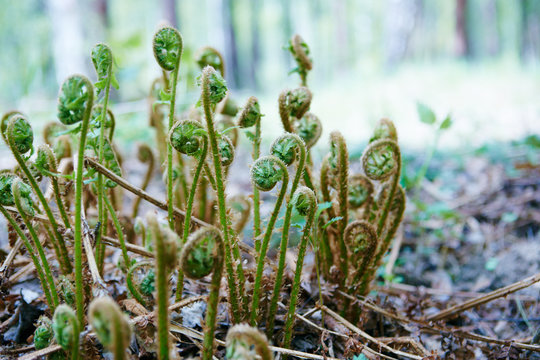 Wild young shoots of Pteridium aquilinum fern, inhibited common fern , also known as eagle fern and Eastern fern.