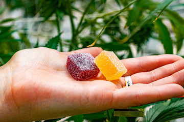 edibles gummies