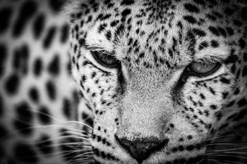 Fototapeta na wymiar leopardo muso