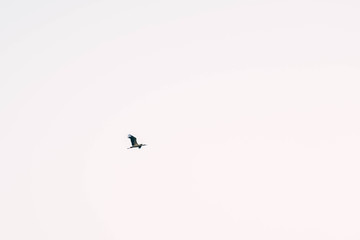 Crane in the morning sky