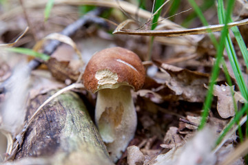 Boletus mushroom in the wild. Porcini mushroom grows on the forest floor at autumn season..