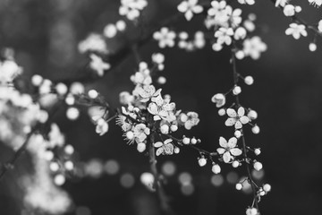 the first spring flower on the trees