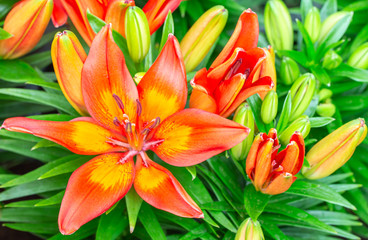 Orange Lily flower (Lilium hybrids).