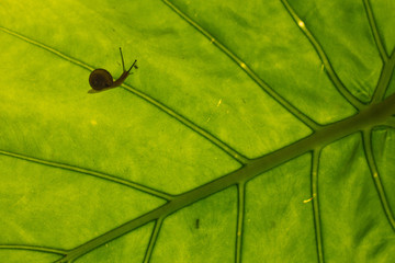 a snail on a leaf