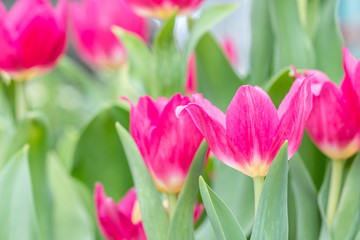 Blur background of pink tulip flower.