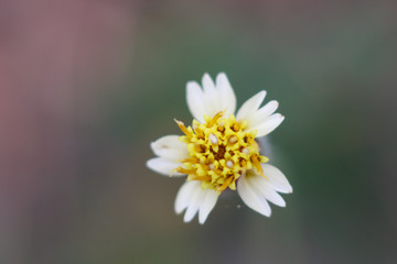 a flower with white petals.