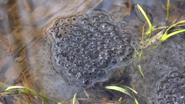 Frog roe in a spring forest pond.