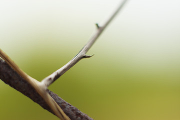 A photograph of a thorn from a single branch.