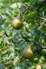 Shiny delicious pears hanging from a tree branch in the orchard..