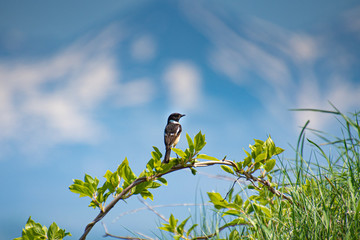 鳥のいる風景
