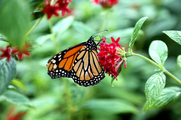 Monarch butterfly closeup feeding on red pentas flower plants