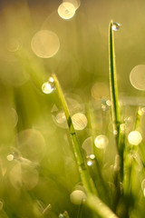 Grass with dew drops close-up and beautiful bokeh, background.