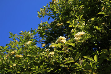 Arbusto di rosa rampicante, in primavera, con fiori giallo pallido a mazzetti appena sbocciati, che si stagliano sull’azzurro intenso del cielo, primo piano