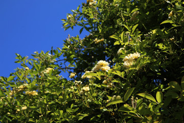 Arbusto di rosa rampicante, in primavera, con fiori giallo pallido a mazzetti appena sbocciati, che...