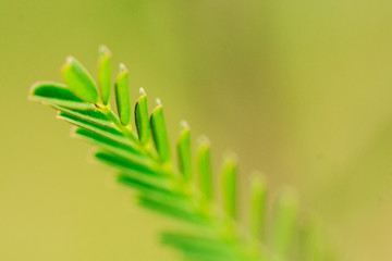 A macro photograph of a fern.