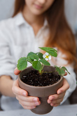 Child cultivates the land around the plant. School environmental education. Earth day concept. Dive flower sprouts into individual pots. Tomato seedlings picking. 