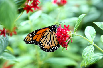 Fototapeta na wymiar Monarch butterfly closeup feeding on red pentas flower plants