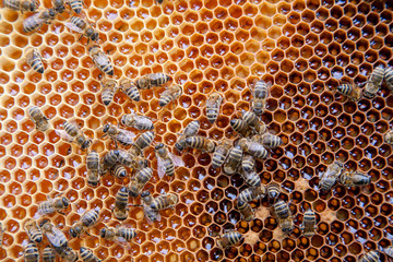 Close up view of working bees on honeycomb with sweet honey..