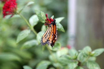 Monarch butterfly closeup feeding on red pentas flower plants