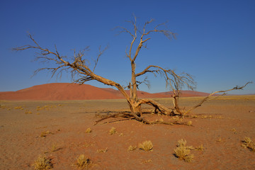 dune di sossusvlei