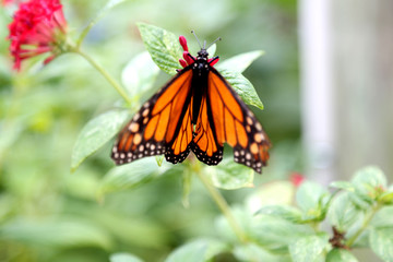 Monarch butterfly closeup feeding on red pentas flower plants