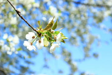 Spring blossom of cherry tree, blue sky in background