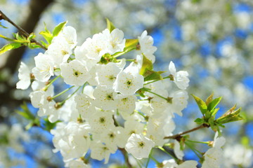 Cherry tree blossom; spbranch, april, background, beautiful, beauty, bloom, blooming, blossom, blue, blue sky, cherry, cherry blossom, cherry blossom tree, floral, flower, gardenring landscape in park
