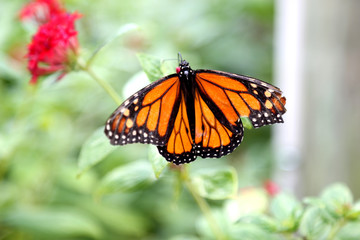Monarch butterfly closeup feeding on red pentas flower plants