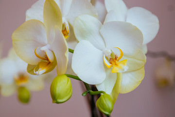 Naklejka na ściany i meble Beautiful bright orchid flower - macro