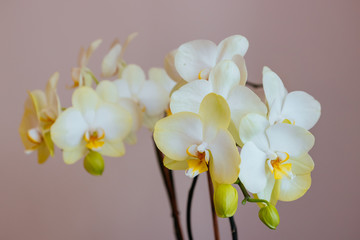 Fototapeta premium Beautiful bright orchid flower - gorgeous house plant
