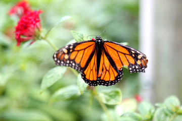 Monarch butterfly closeup feeding on red pentas flower plants