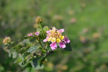 bee on a flower