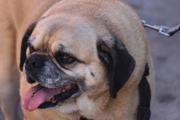 Obraz premium Pug dog with its tongue hanging out being walked at a street fair