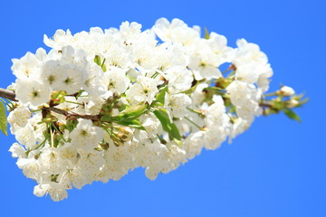Spring blossom of cherry tree, blue sky in background