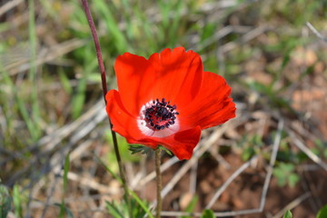 red poppy flower