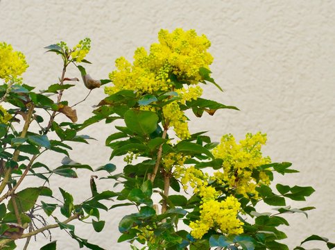Mahonien