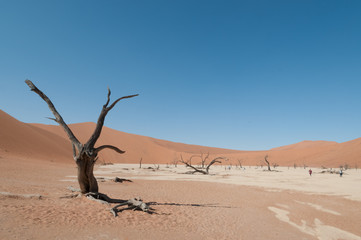 sossusvlei namibia 